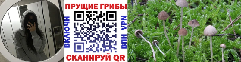 как найти закладки  Арск  Псилоцибиновые грибы Cubensis 
